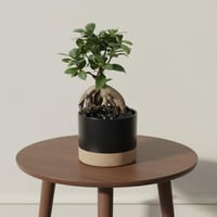 فن البونساي