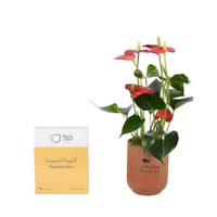 هارموني كوفي