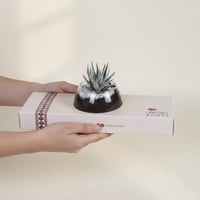 هوارثيا على قاعدة الطيب