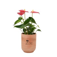 هولدر نبتة الأنثوريوم فخار ترابي