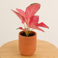 بوكس ريد إليغانس