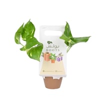 بوتس توزيعة كلاسيكية