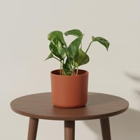 إهداءات مودرن - بوتس