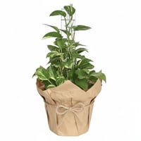 نبتة بوتس وسط في حوض شتل مغلفة