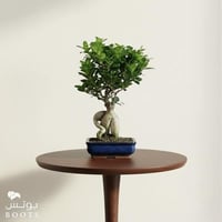 بونساي سيراميك