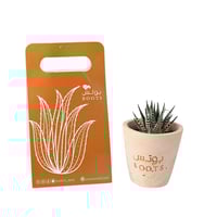 أناقة هوارثيا