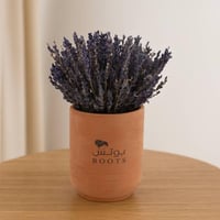 بوكس بروما دي لافاندا