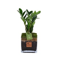 زراعة الأمل