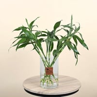 جمال البامبو