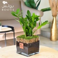 زراعة الأمل