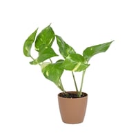 بوتس توزيعة كلاسيكية