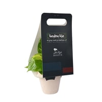 توزيعات اليوم الوطني