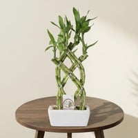 سيمفونية الخيزران