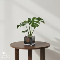 مونستيرا مناسبة لغرفة المعيشة