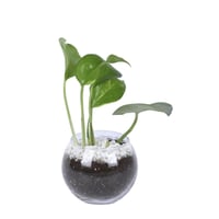 توزيعات مكاتب لليوم الوطني