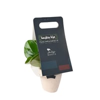 ببروميا اليوم الوطني