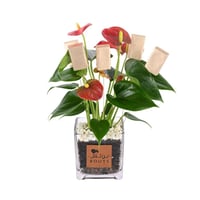 هارموني كلاس