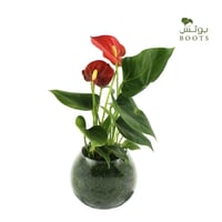 هدية النبتة الحمراء (لصديقتي)