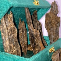 العود الأزرق