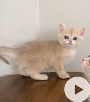 انثى بريتش ay12 مسجله