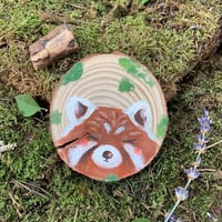 الباندا الحمرا 2