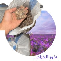 بذور الخزامى 120جرام