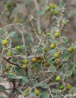 بذور السدر البري (سدر ، فياض)