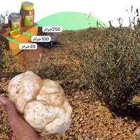 بذور الرقروق (القصيص) لستزراع الفقع