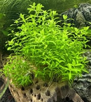 نبات pearlweed نبات اللؤلؤ
