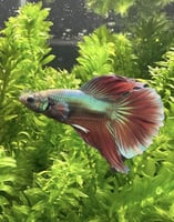 ذكر فايتر جاهز للتزاوج