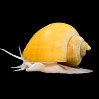 حلزون التفاح حجم كبير