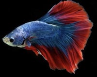 ذكر فايتر بالغ لونين