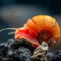 حلزون رامشون