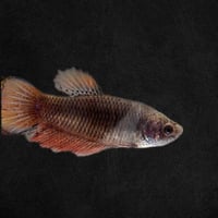 أنثى سمكة الفايتر جاهزة للتزاوج