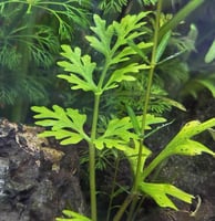 نبات سرخس الماء Ceratopteris thalictroide عريض الأ...