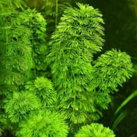 نبات ليمنوفيلا سيسفلورا Limnophila sessiliflora