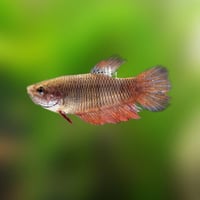 أنثى فايتر ذهبي جاهزة للتزاوج