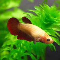 أنثى فايتر لون جميل كامبودي جاهزة للتزاوج