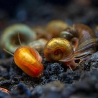 حلزون رامشون