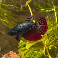 أنثى فايتر لون مميز جاهزة للتزاوج