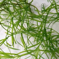 جابي جراس Guppy grass