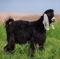 تيس كبير جذع