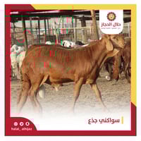 سواكني جذع كبير