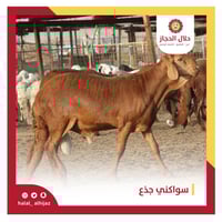 سواكني صغير لباني