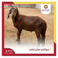 سواكني صغير لباني