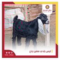 تيس بلدي صغير جذع