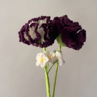 زهور القرنفل