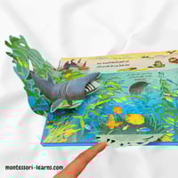 مملكة الحيوان ( المحيط)