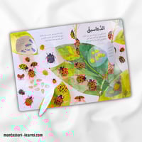 اكتشف عالم الحشرات