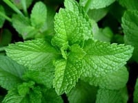 بذور النعناع الاسباني ( Mentha )
